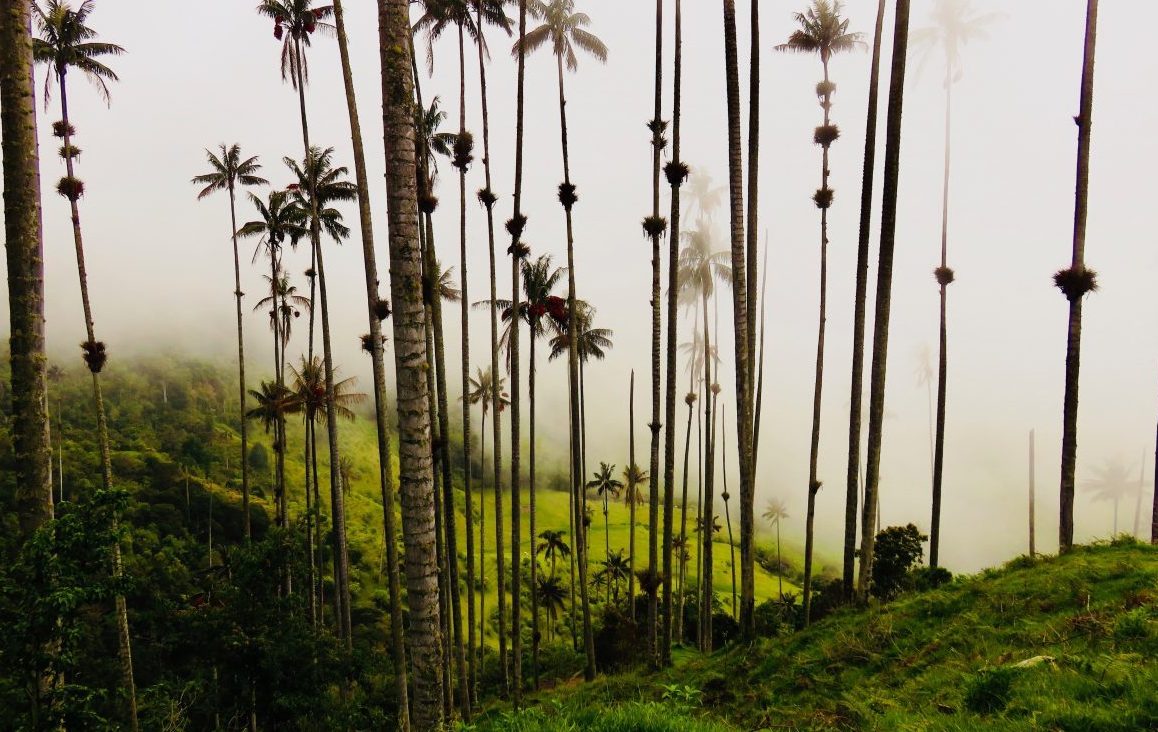 Valle de Cocora Colombia blogs; Colombia Travel Blog Inspirations