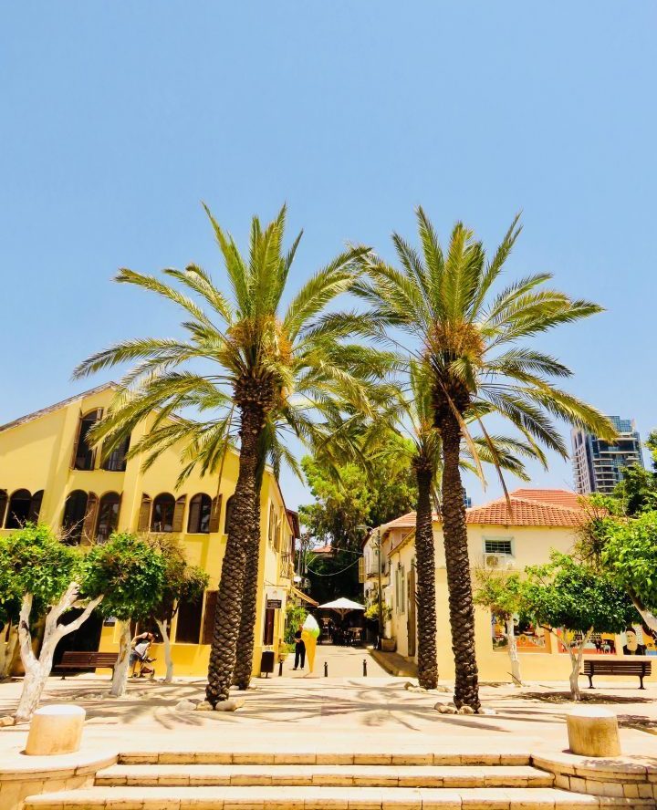 Palms at the old town for blog in Tel Aviv Israel; Tel Aviv City Trip Travel Blog Inspirations