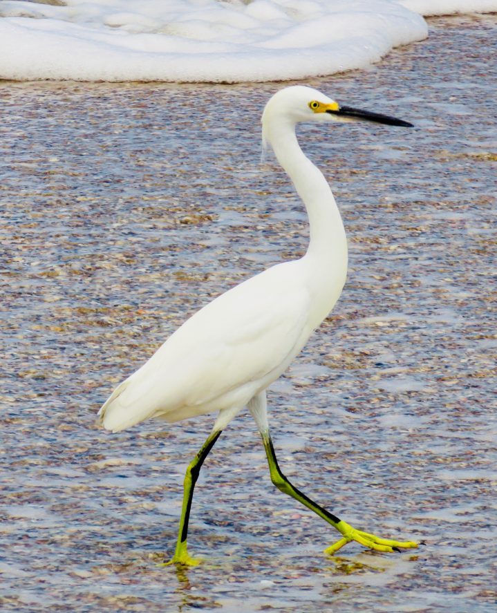 Birds in Palomino Colombia; Colombia Travel Blog Inspirations