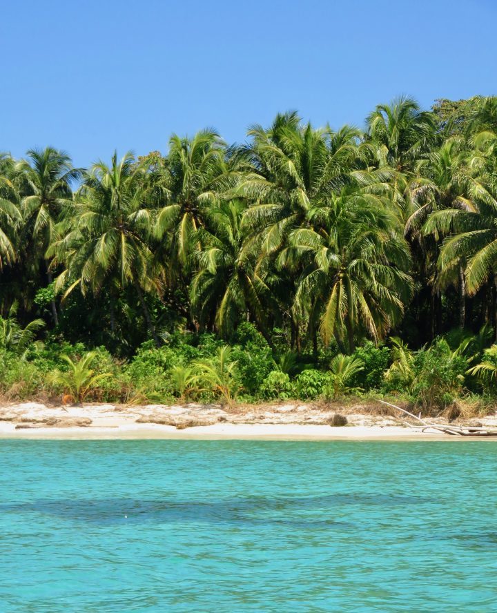 Blue water Palm Trees on Bocas del Toro Panama; Panama Travel Blog Inspirations