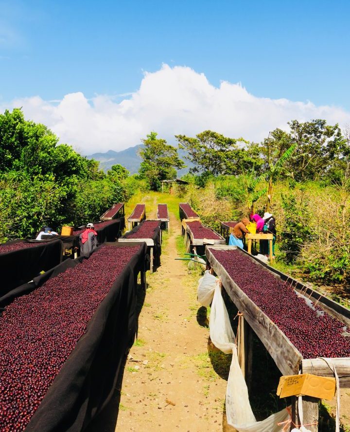 Cafe Ruiz Farm in Boquete Panama; Panama Travel Blog Inspirations