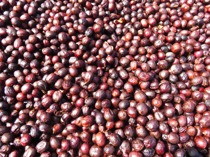 Coffee beans in Boquete Panama; Panama Travel Blog Inspirations