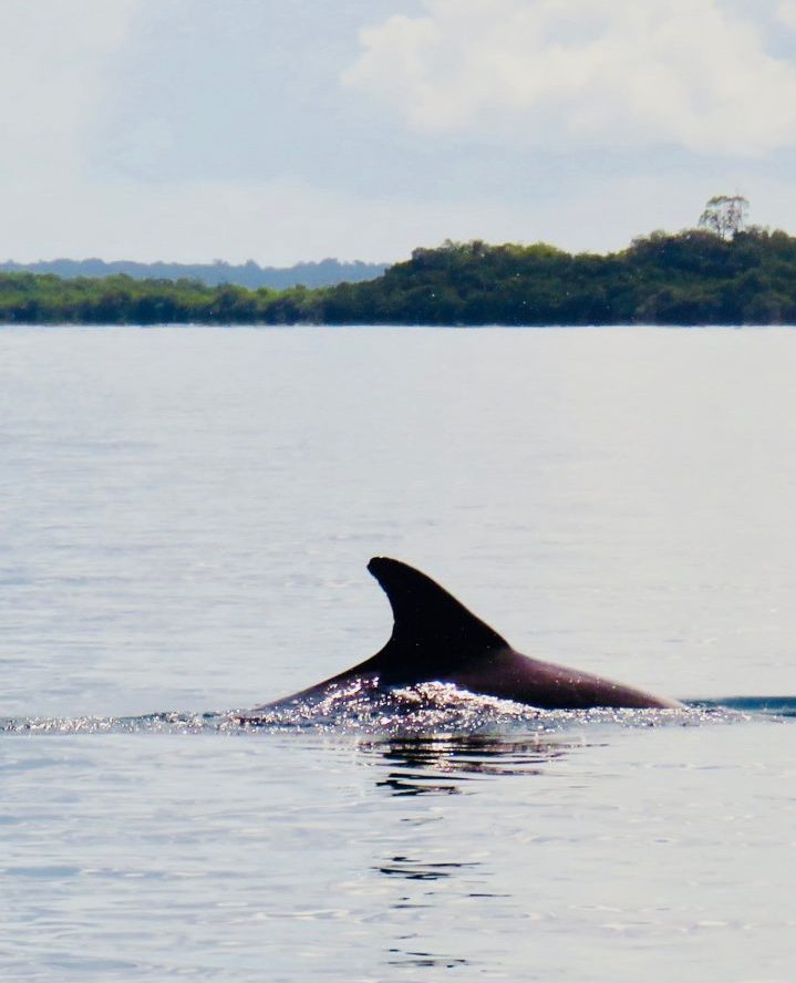 Spotting Dolphins on Bocas del Toro Panama; Panama Travel Blog Inspirations