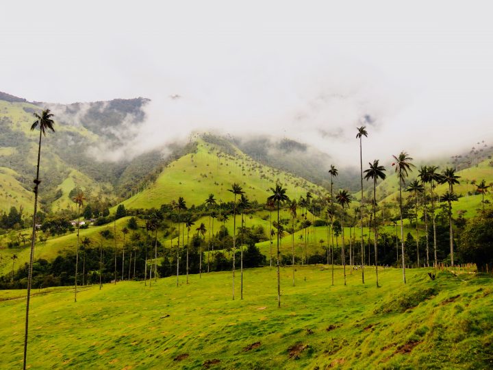 Green Valle de Cocora near Salento Colombia; Colombia Travel Blog Inspirations