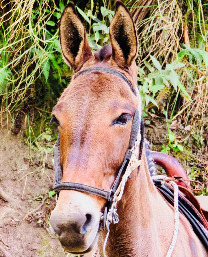 Horse in Valle de Cocora near Salento Colombia; Colombia Travel Blog Inspirations