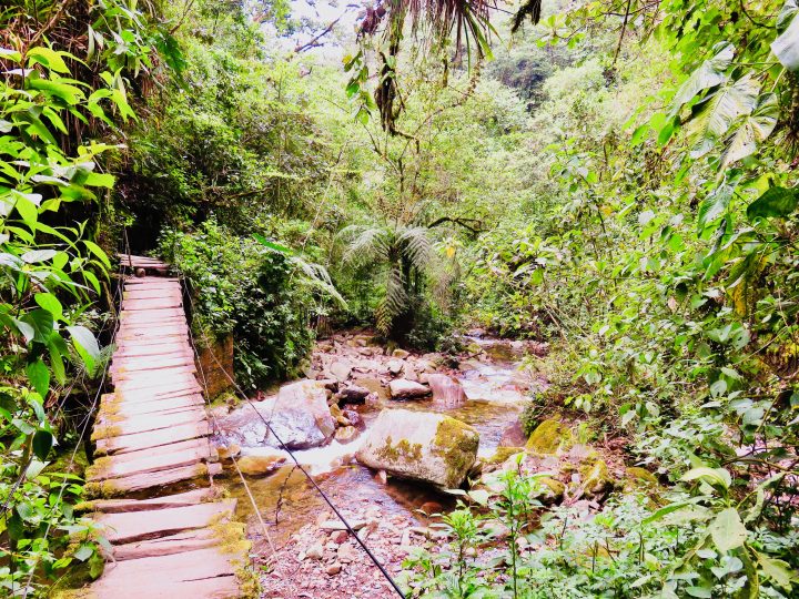 Jungle path Valle de Cocora near Salento Colombia; Colombia Travel Blog Inspirations