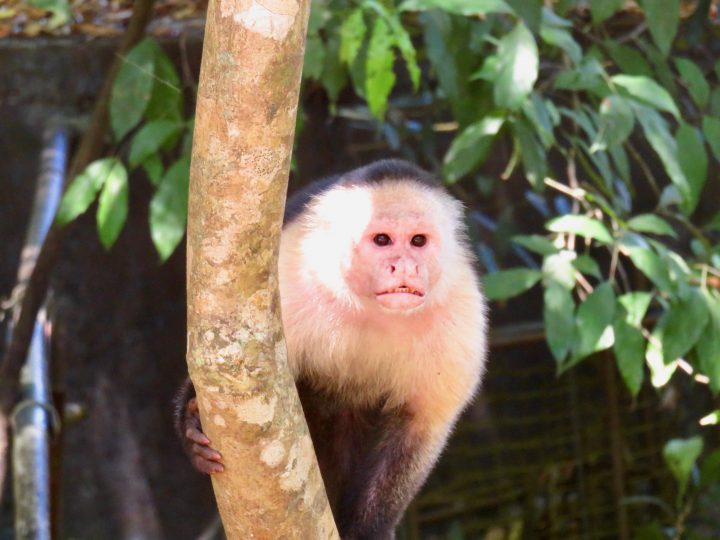 Monkey on Coiba tour near Santa Catalina Panama; Panama Travel Blog Inspirations