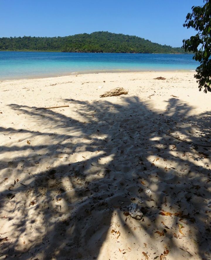 Palm tree on Coiba tour in Santa Catalina Panama; Panama Travel Blog Inspirations