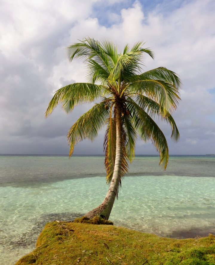 Palm Tree at San Blas Islands Panama; Panama Travel Blog Inspirations