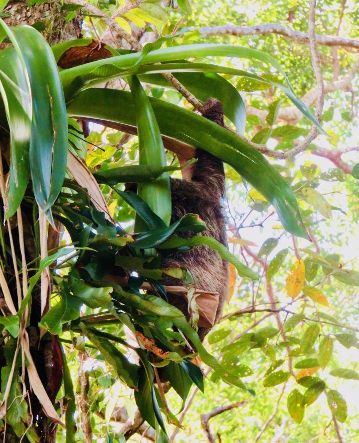 Chilling Sloth on Bocas del Toro Panama; Panama Travel Blog Inspirations