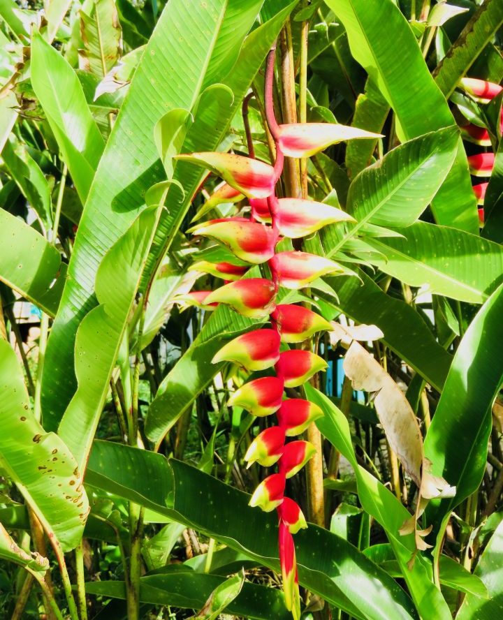 Tropical Flower San Agustin Colombia; Colombia Travel Blog Inspirations