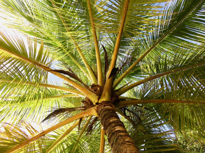 Walk to Starfish beach on Bocas del Toro Panama; Panama Travel Blog Inspirations