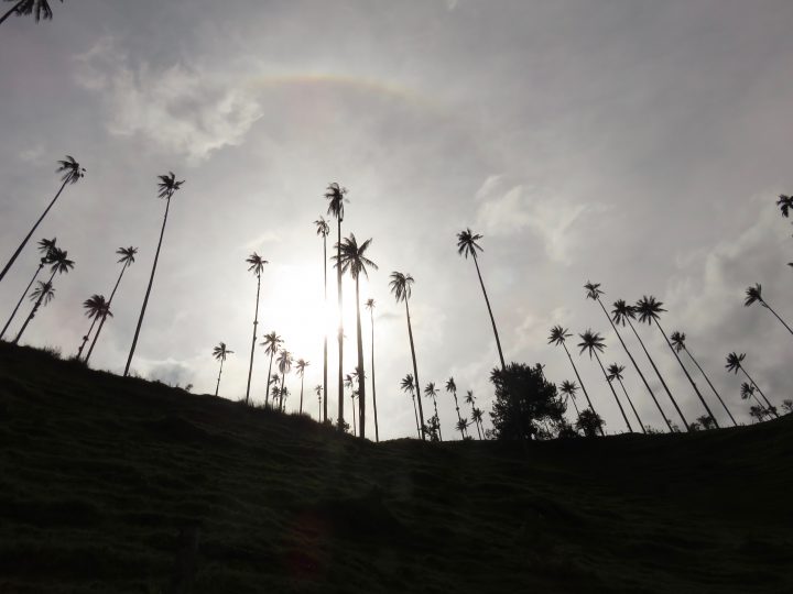 Wax palms valley sun behind clouds in Valle de Cocora near Salento Colombia; Colombia Travel Blog Inspirations