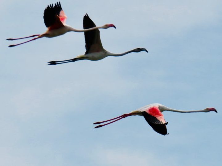 Three flying flamingos in West Sardinia, Sardinia Travel Blog Inspirations