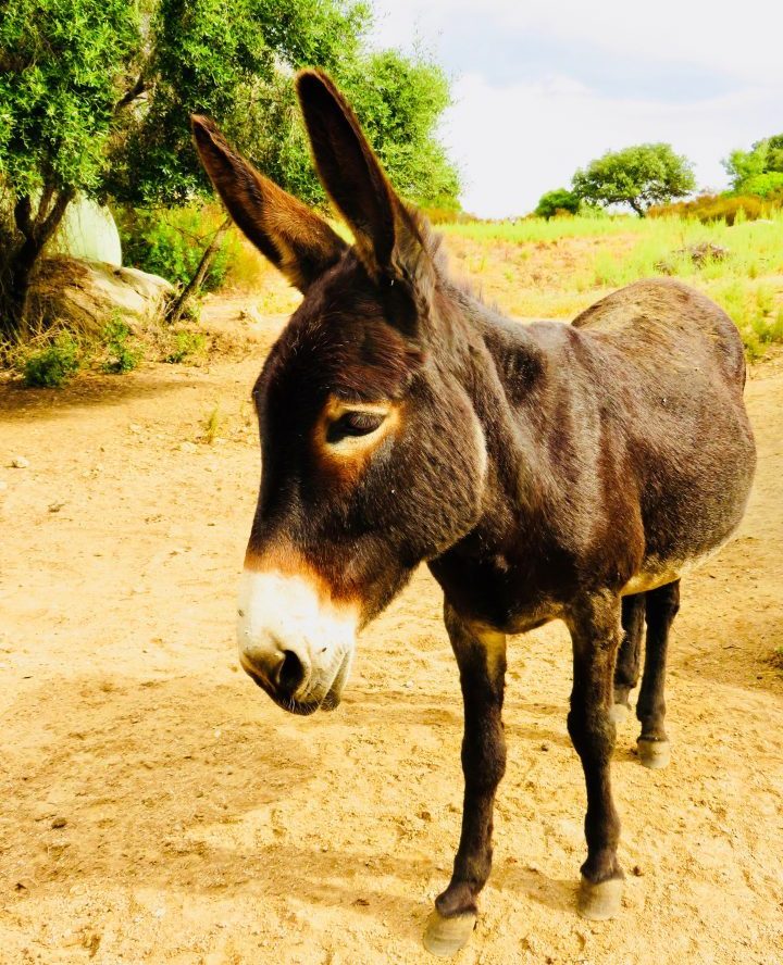 Donkey while traveling in Sardinia, Sardinia Travel Blog Inspirations