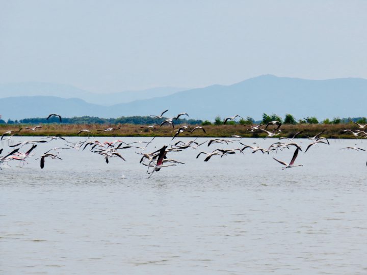 Flying flamingos in West Sardinia, Sardinia Travel Blog Inspirations