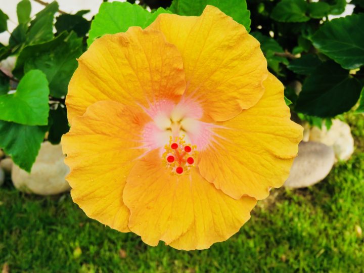 Yellow Hibiscus while traveling in Sardinia, Sardinia Travel Blog Inspirations