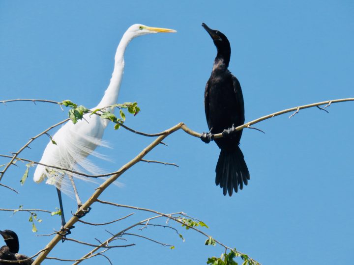 Birds of San Cristobal de Las Casas Mexico, Mexico Travel Blog Inspirations