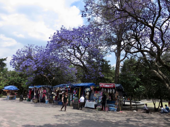 Bosque Purple trees in Mexico City, Mexico Travel Blog Inspirations