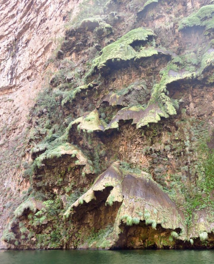 Natural Christmas tree in San Cristobal de Las Casas Mexico, Mexico Travel Blog Inspirations