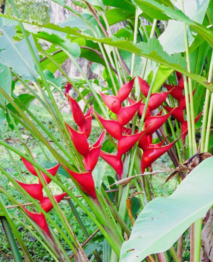 Flower red around Lake Atitlán Guatemala, Guatemala Travel Blog