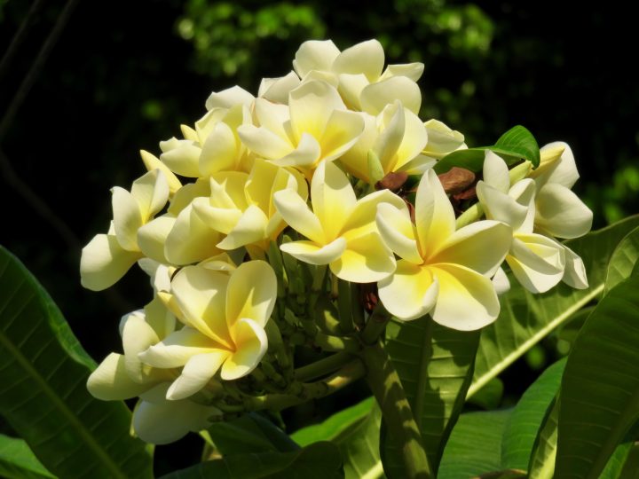 Frangipani on route Guatemala, Guatemala Travel Blog