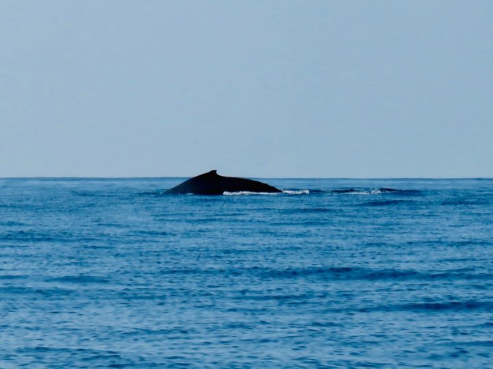 Humpback Whale spotting with tour in Puerto Escondido Mexico, Mexico Travel Blog Inspirations