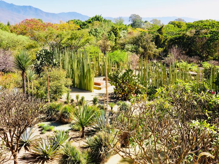 View over Jardin in Oaxaca Mexico, Mexico Travel Blog Inspirations