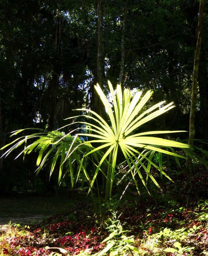 Palm Leaves in Tikal Guatemala, Guatemala Travel Blog