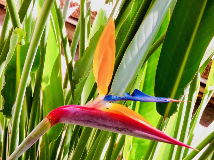 Paradise Flower Tips Lake Atitlán Guatemala, Guatemala Travel Blog