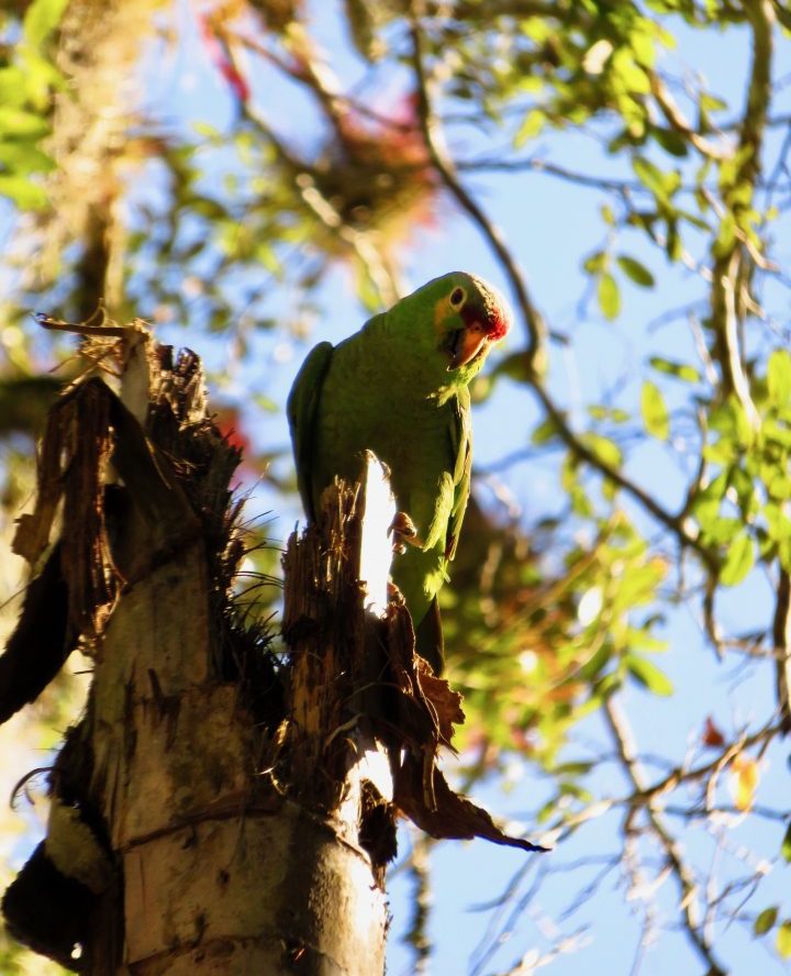 Red-Lored Parrot at the archaeological site Tikal Guatemala, Guatemala Travel Blog