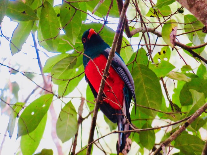 Slaty Tailed Trogon at the archaeological site Tikal Guatemala, Guatemala Travel Blog