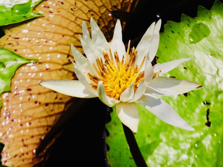 Waterlily Rio Dulce Guatemala, Guatemala Travel Blog