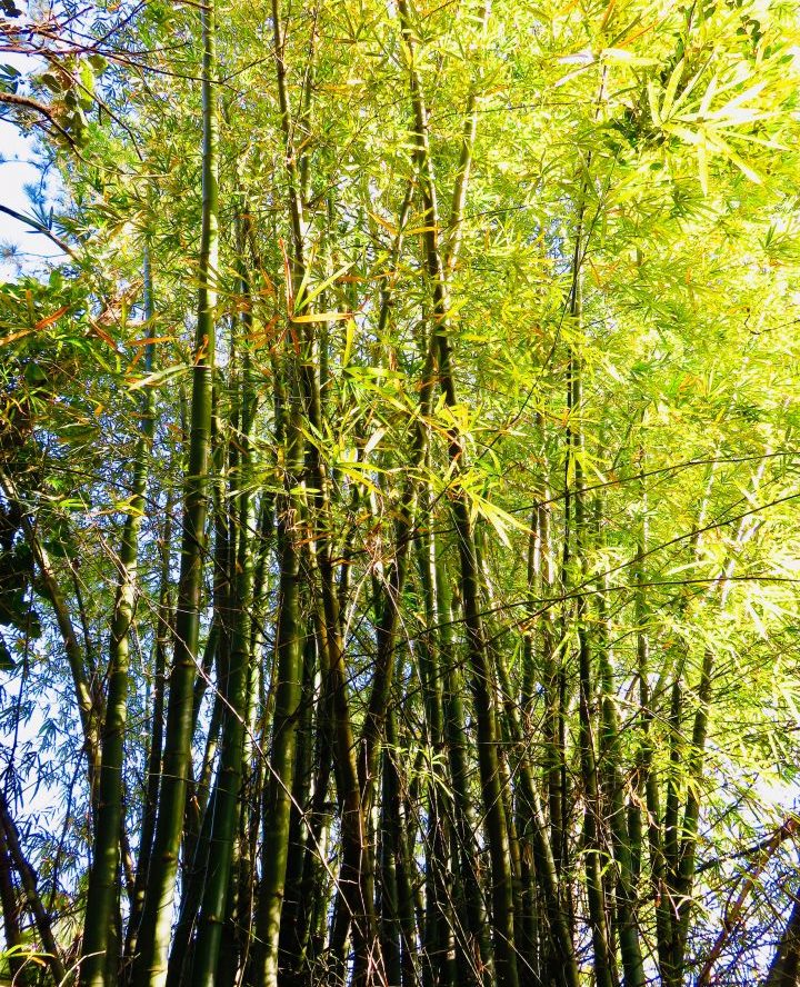 Bamboo at the Belize Zoo in Belize, Belize Travel Blog