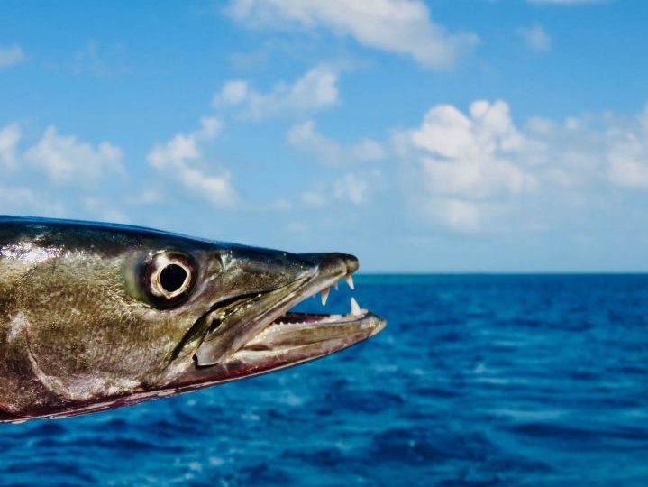 Fishing and catching our own baracuda during the Sailing tour Raggamuffin Belize, Belize Travel Blog