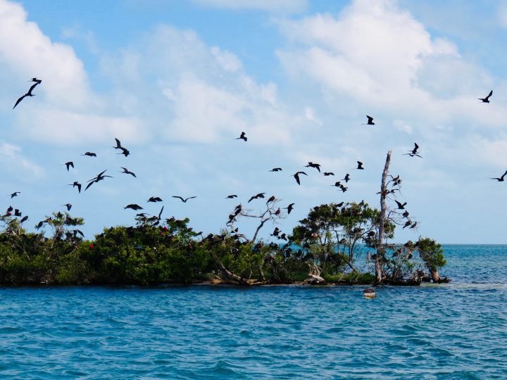 Visiting Birds Caye during Sailing tour Raggamuffin Belize, Belize Travel Blog