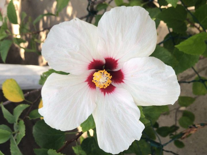 Hibiscus Flower in Belize, Belize Travel Blog