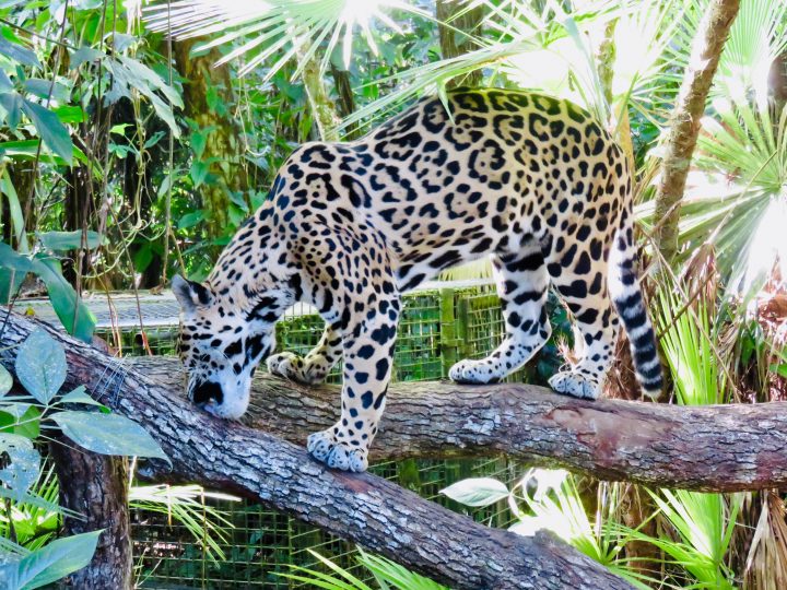 Jaguar at the Belize Zoo in Belize, Belize Travel Blog