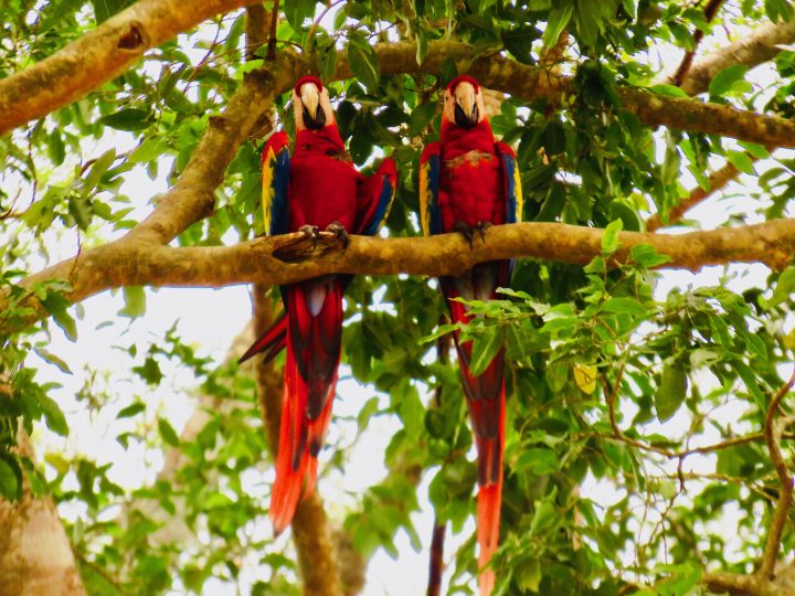 Archaeological site Macaw birds at the Copán Ruinas Honduras, Honduras Travel Blog