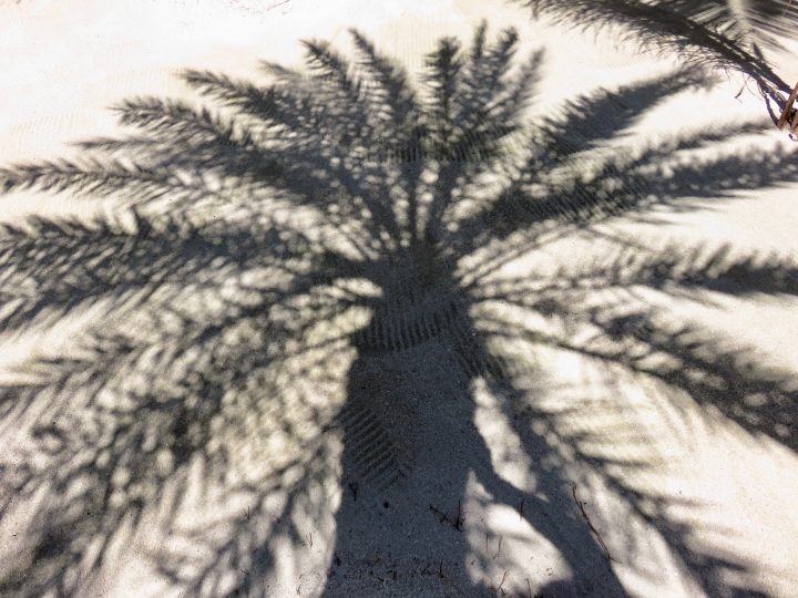 Palm shadow in Belize, Belize Travel Blog