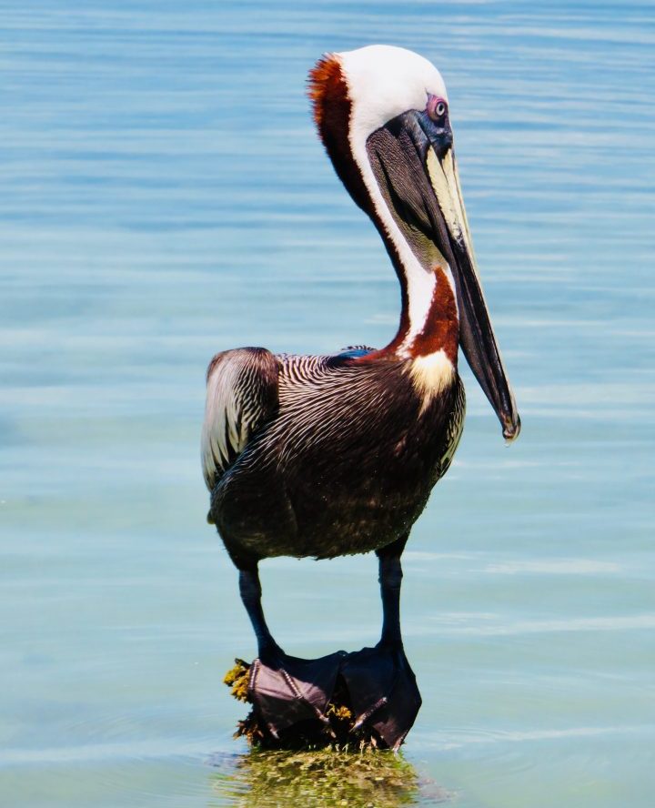 Pelican close up at Caye Caulker Belize, Belize Travel Blog