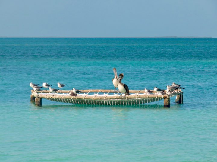 Pelicans in Belize, Belize Travel Blog