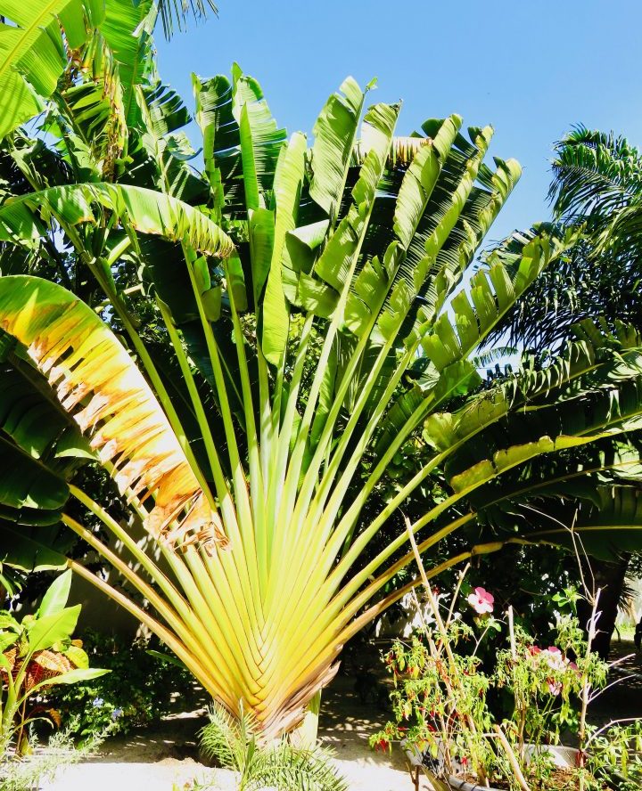 Vegetation in Belize, Belize Travel Blog