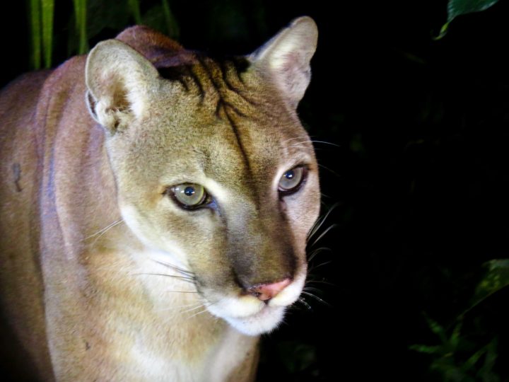 Puma at the Belize Zoo in Belize, Belize Travel Blog