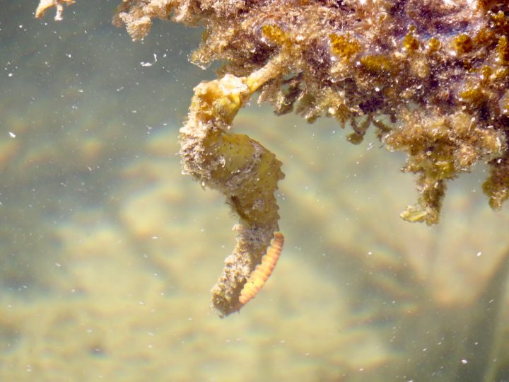 Seahorse farm on Caye Caulker Belize, Belize Travel Blog