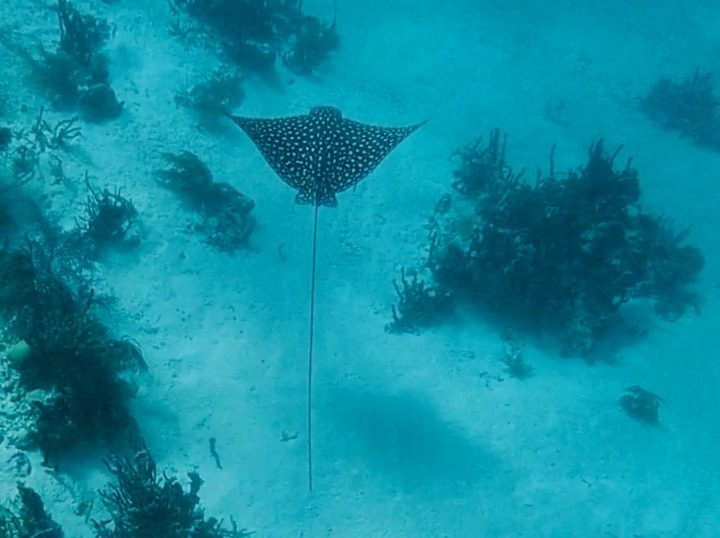 Spotted Ray Go Pro shot during Sailing tour Raggamuffin Belize, Belize Travel Blog