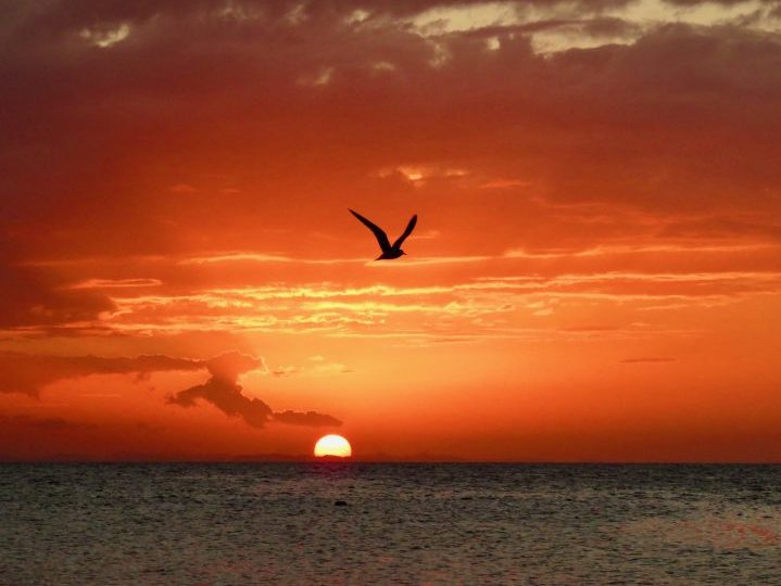 Sunset with bird during Sailing tour Raggamuffin Belize, Belize Travel Blog