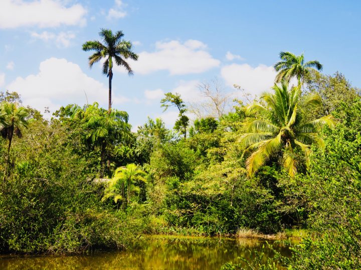 Jungle of Tropical Education Center Belize Zoo in Belize, Belize Travel Blog