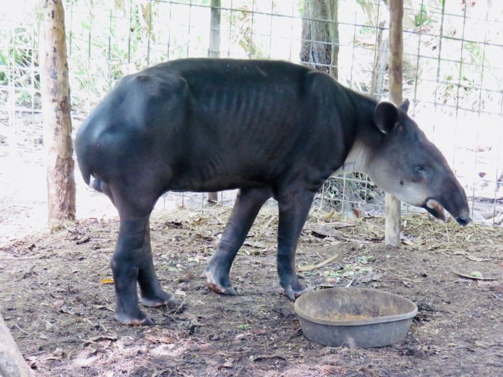 Tapir at the Belize Zoo in Belize, Belize Travel Blog