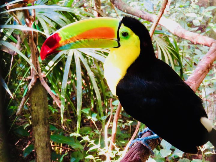 Toucan at the Belize Zoo in Belize, Belize Travel Blog